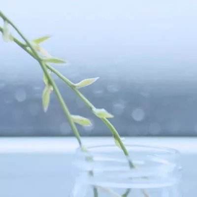 天天连果冻破解版下载